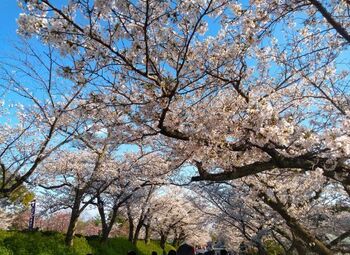 桜2.jpg